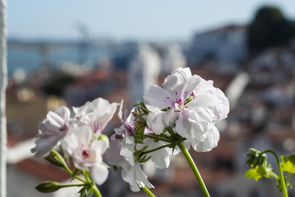 Alfama - St Estevao Viewpoint | Lisbon Cheese & Wine Apartments Rum bild